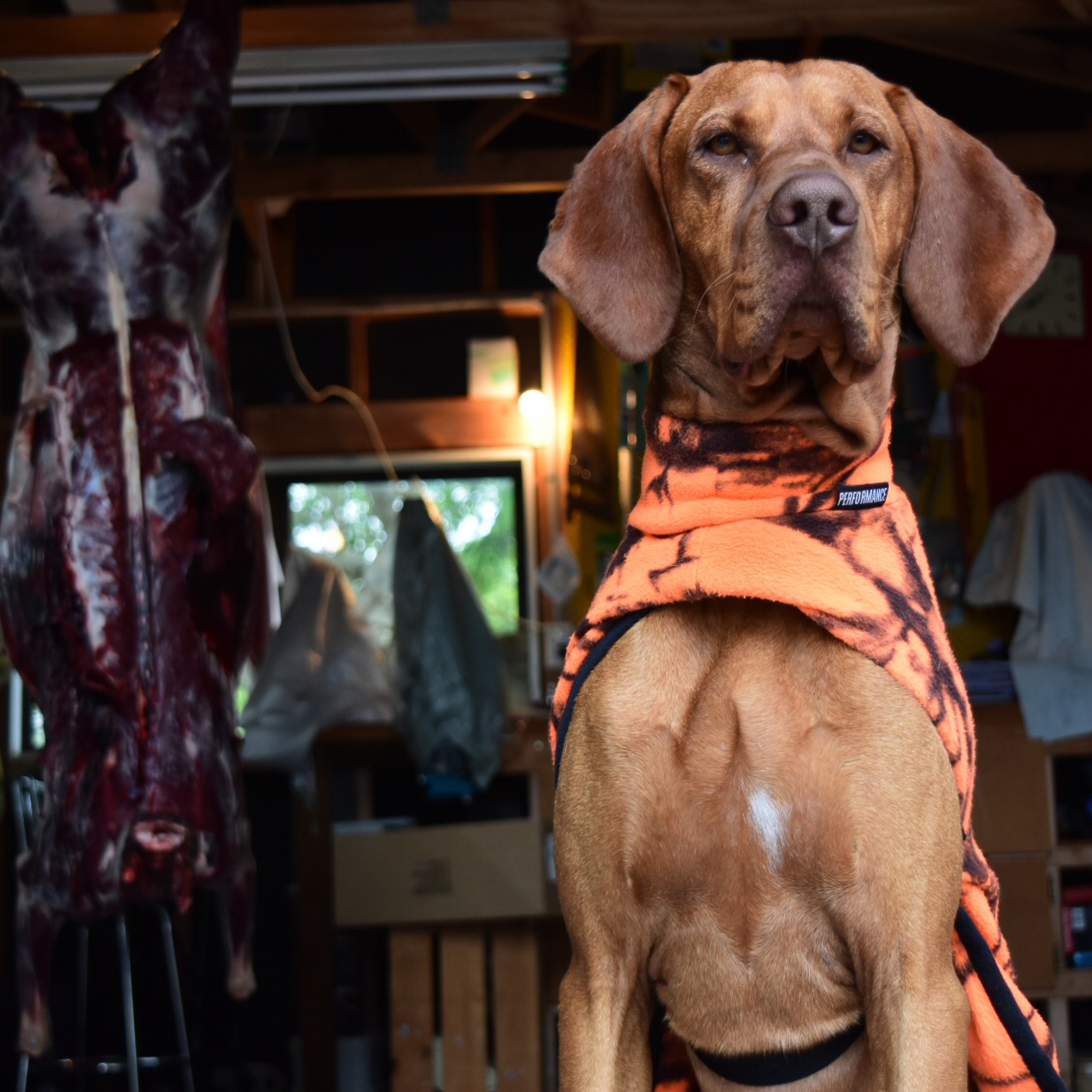 Jones Dog Coat Stoney Creek Outdoors